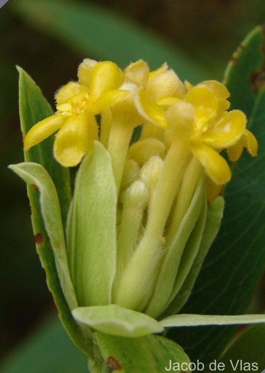 Lasiosiphon glaucus Fresen.